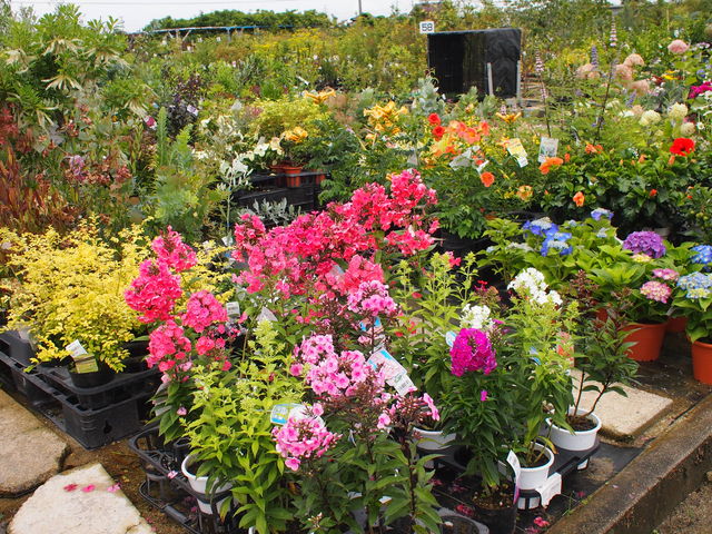 �G�߂̉Ԃ͂��ꂢ�ł��B_�����s�e�̔_��