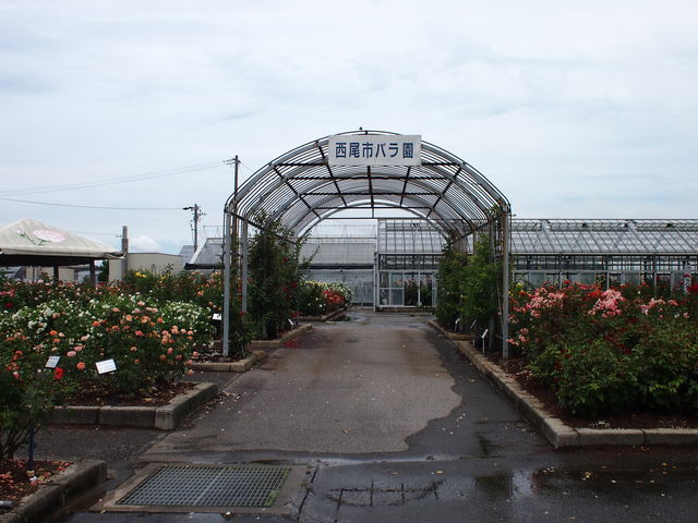 �����s�o�����̃A�[�P�C�h_�����s�e�̔_��