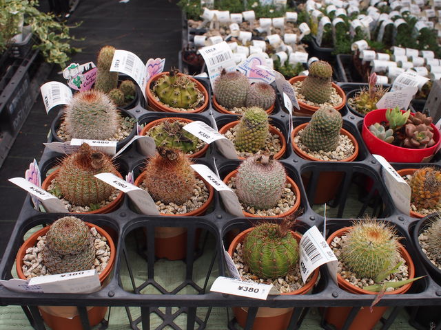 �T�{�e��_�����s�e�̔_��