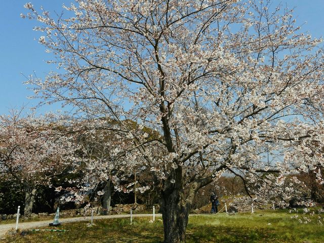桜の名所です_佐賀県立名護屋城博物館