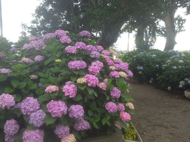 ���F�򂹂Ă��܂��B_���y��