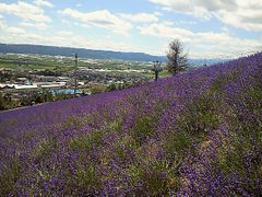 ɂǂ񂳂̖kR@x_[ւ̓eʐ^1