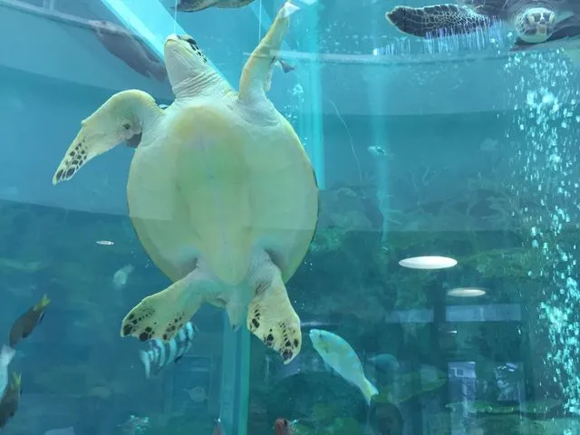 奄美海洋展示館でウミガメにエサをあげる子ども