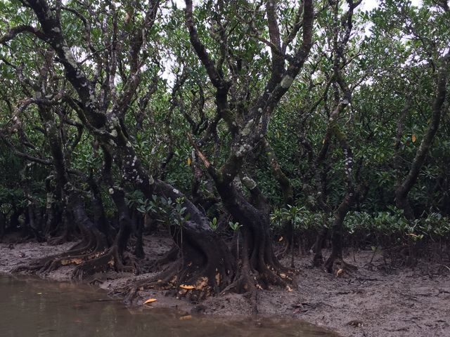 �}���O���[�u������_�}���O���[�u�J�k�[�c�[�����O