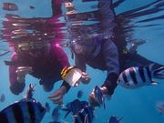 ƂƂ񂳂̃V[}Eg_Cu̓eʐ^3