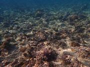 ƂƂ񂳂̃V[}Eg_Cu̓eʐ^4