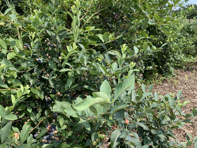 ���̂�����I_���ʂ���ӂ��[��