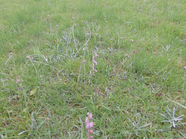 �l�W�o�i_�킿�R�쑐�̐X