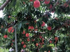 lovepeki̒_ւ̓eʐ^1