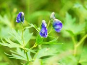 񂳂̐~J[̍RA̓eʐ^1