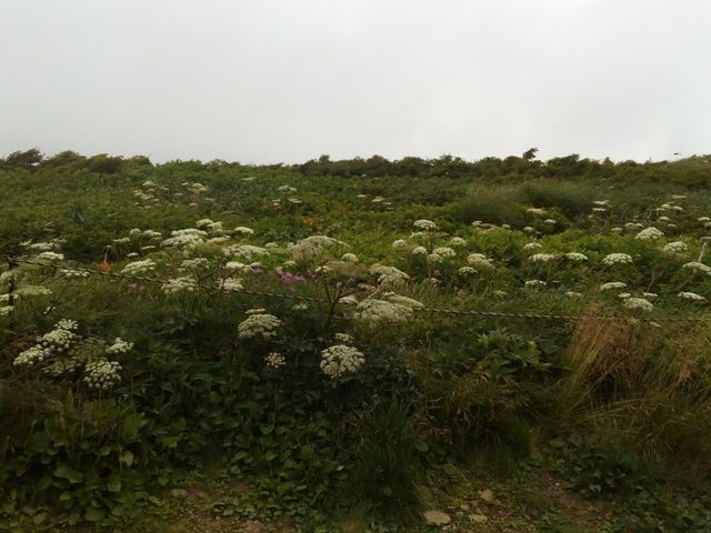 �咩���x�R�������t�߂̍��R����_�咩���x