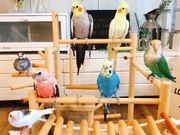 ���Ԃ���̂��Ƃ�Ƃ̓��e�ʐ^1