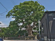 sklfh����̓��Q���̑�N�X�̓��e�ʐ^1