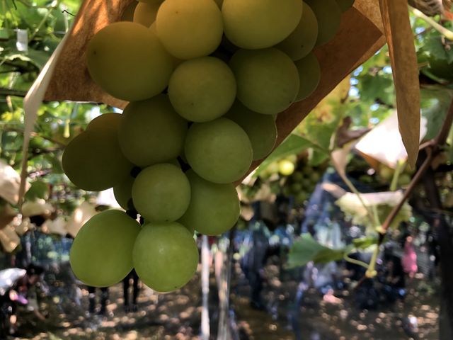 �����Ȃ뉀�ɂ�_�R���̎��R���j�̌��@�Z���X�E�I�u�E�����_�[�R��