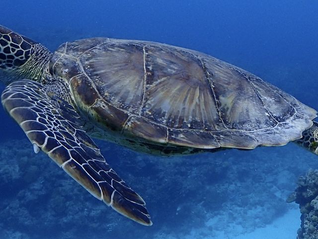 �C���X�g���N�^�[�̕����B���ĉ�����̂��Y��Ȏʐ^�ł��I_�A���t�@�_�C�u�k�J�X