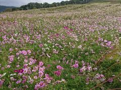 �ƂȂݖ��̕��̎ʐ^1