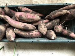 �������̎ʐ^1