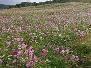 ݂񂳂̂ƂȂݖ̓̕eʐ^1