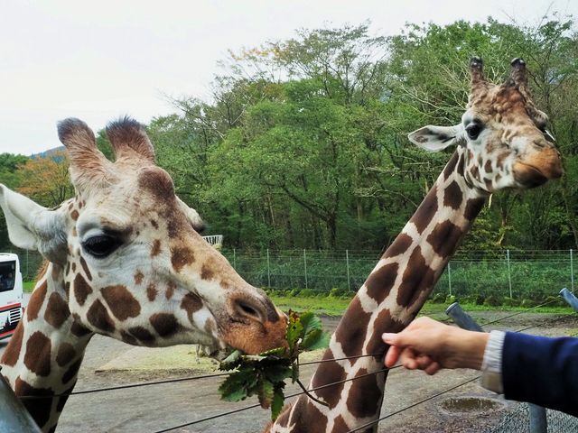 �A�h�x���`���[�c�A�[�̃L�����̃G�T���_�x�m�T�t�@���p�[�N