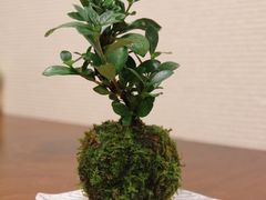 ���s����̙z�؂ւ̓��e�ʐ^1