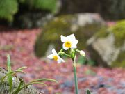 jR񂳂̐򎛂̐̓eʐ^1