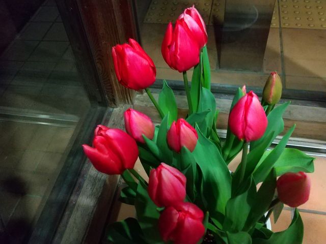 �����Ƀ`���[���b�v_�V�R�̓��@�Ȃ���������