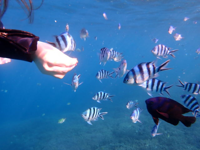 �a��������狛���W�܂��Ă��Ă���܂����B_�I�[�V�����X�^�C��