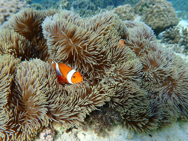 �݂�ȑ�D���ȃN�}�m�~�ł��I_�I�[�V�����X�^�C��