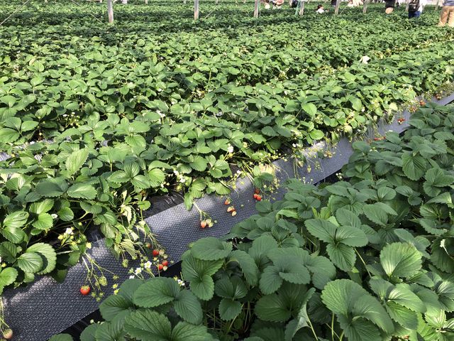 �t���ς̗����͊Â��Ĕ��������C�`�S���B��Ă�_�ÎR�_��