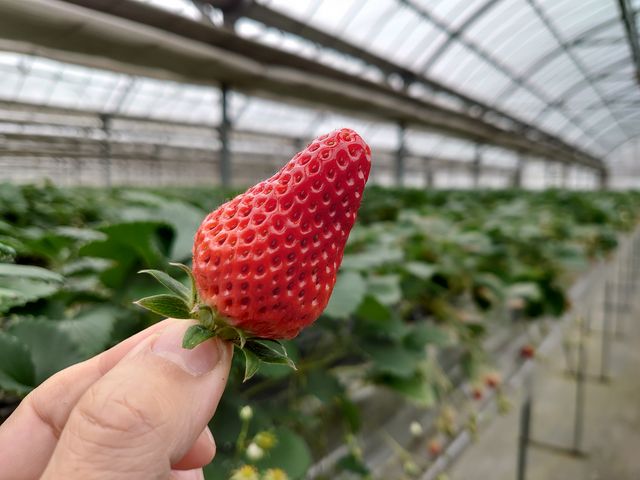 �T���Ηǌ`�̂�������������B_��{��������