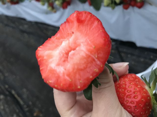 �ʏ`�����ς�_�I�m�E�G�_���`Strawberry Farm �gRuby�h�`