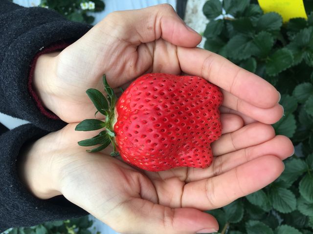 �傫���C�`�S����������_�V��̂���������ʐ^�� �܂邩����