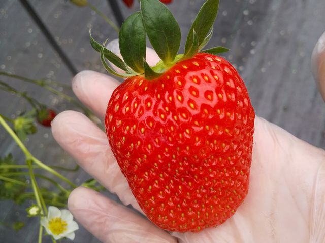 ΂񂽂AĂ!
悢Ђ߂͑傫΂B_䕉݁iICHIGOYA TAKUMIj