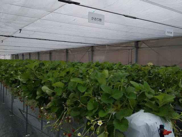 �W���[�V�[_䕉������݁iICHIGOYA TAKUMI�j