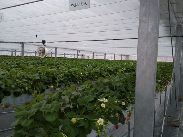 ��悢�Ђ�_䕉������݁iICHIGOYA TAKUMI�j