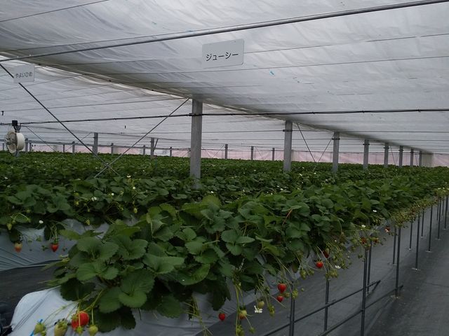 W[V[_䕉݁iICHIGOYA TAKUMIj