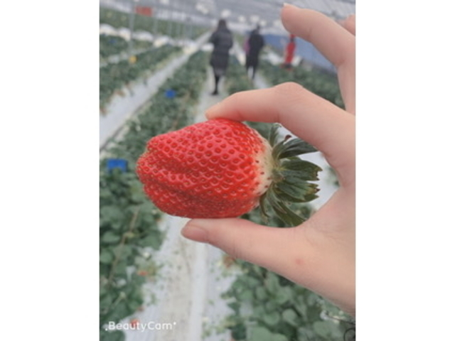 �傫���ĊÂ��������ł���_�V��̂���������ʐ^�� �܂邩����