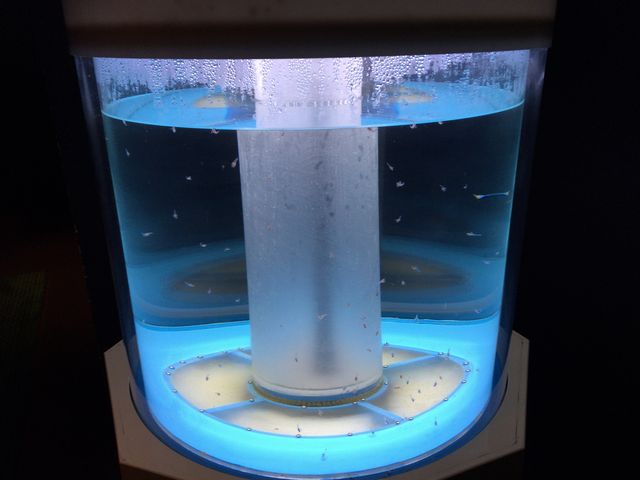 �p�r���I���ł̓N���I�l�������܂��B_�k�C���A�C�X�p�r���I��