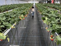 ܂̂Ƃ悳t@[ւ̓eʐ^1