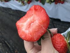 ̃ImEG_`Strawberry Farm gRubyh`ւ̓eʐ^2