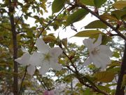 kiyohiko85jp̏g͐~Βnigj̓eʐ^3