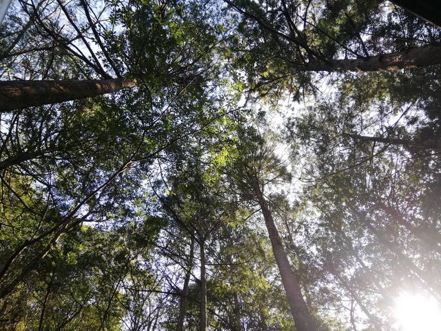 ���A�̏o���ŋ����_���͓�