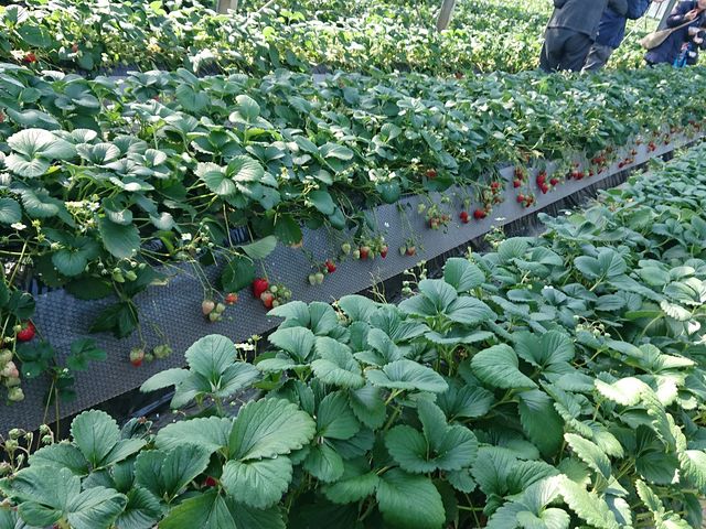 �g�ق���_�ÎR�_��