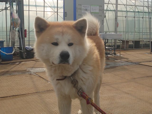 ���_�X�g���x���[�����h�}��