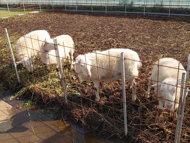 �r_�X�g���x���[�����h�}��