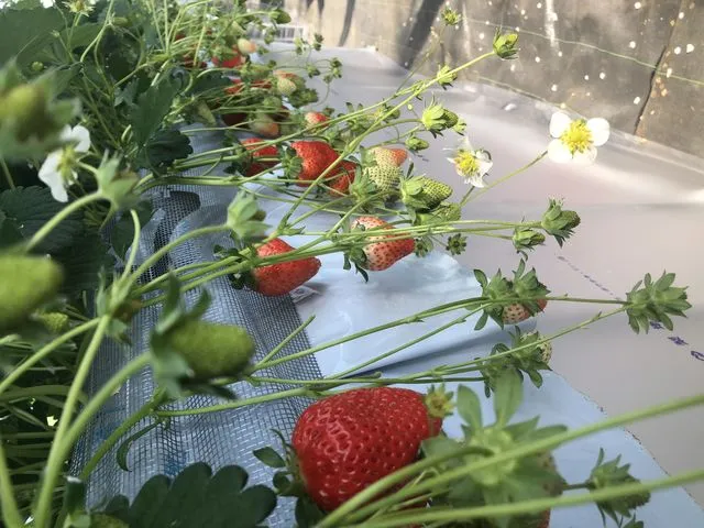 strawberry farm ふじもと