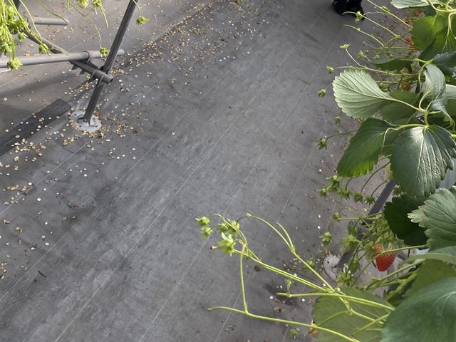 �ʐ^�̒ʂ�c�O�Ȋ����B����Ȃ��������͏��߂āB_�T�j�[�_��