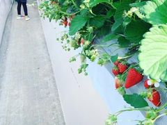 䂩strawberry farm ӂƂւ̓eʐ^1