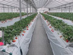 ̂̃||RXgx[(Pon Pon YAMA Strawberry)ւ̓eʐ^1