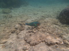 񂳂̐̓A@Dive@ւ̓eʐ^1